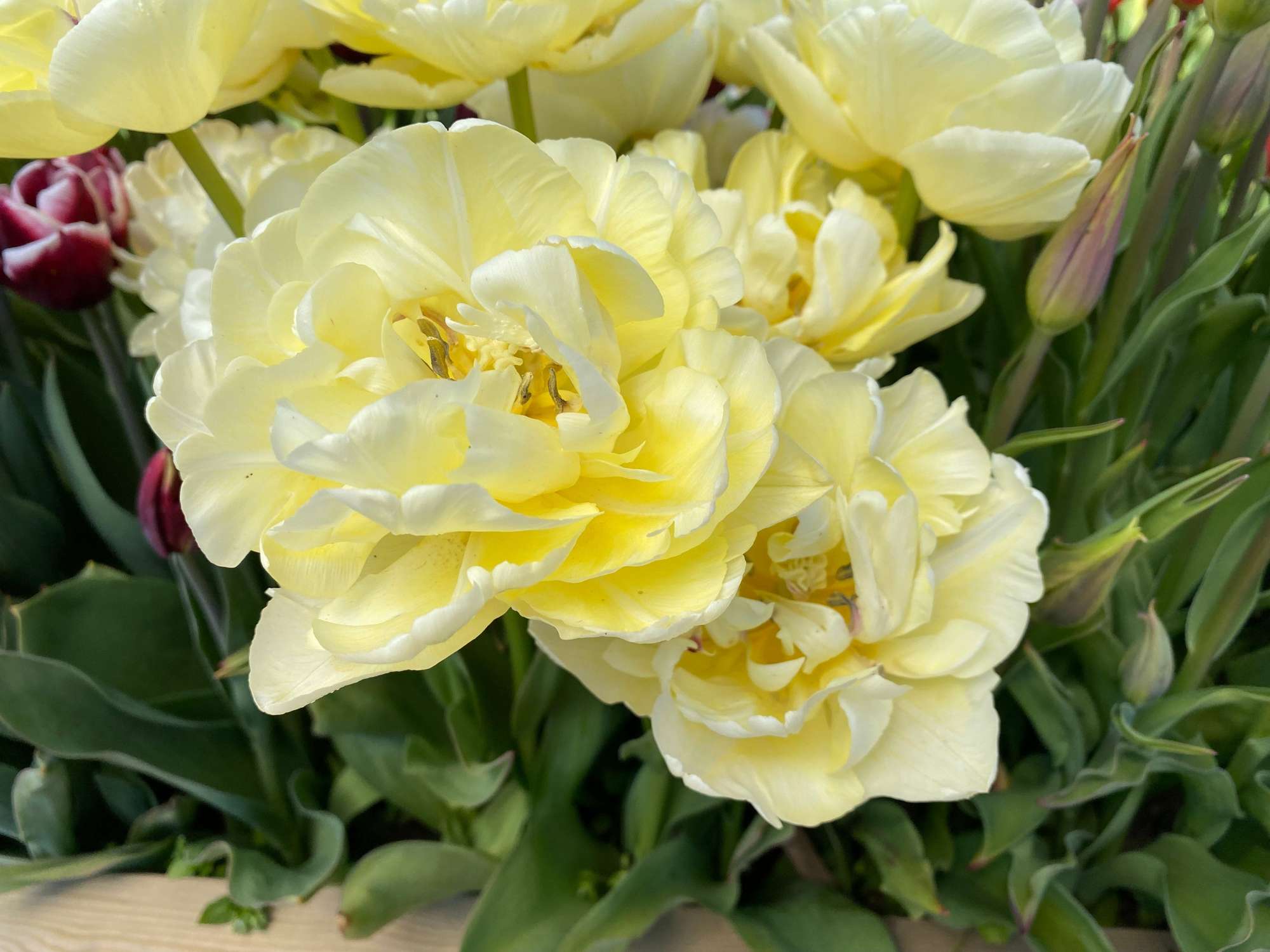 Tulpan 'Avant Garde'